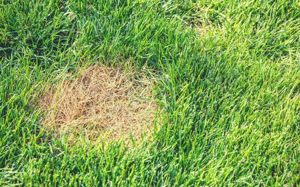 dry spot in grass